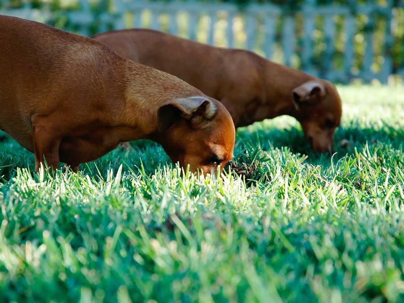 sudoku nature theme screenshot 5